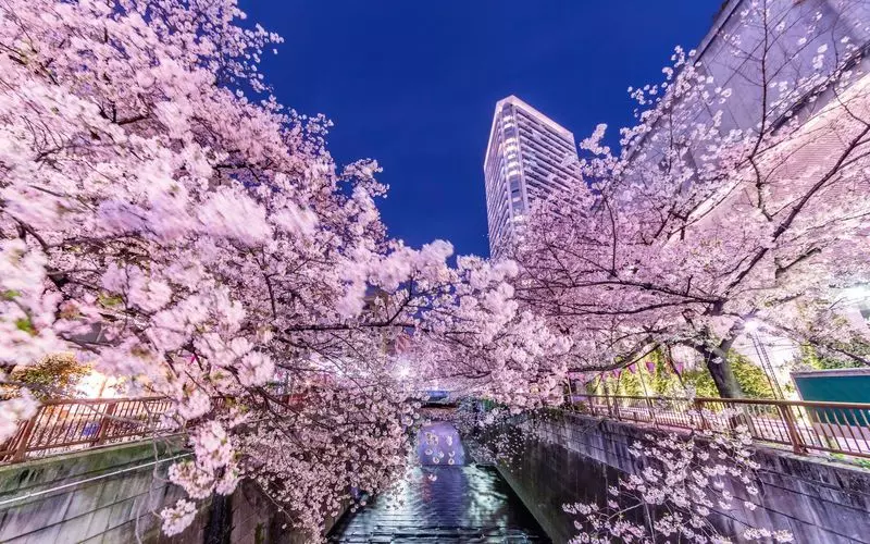 目黒川の桜