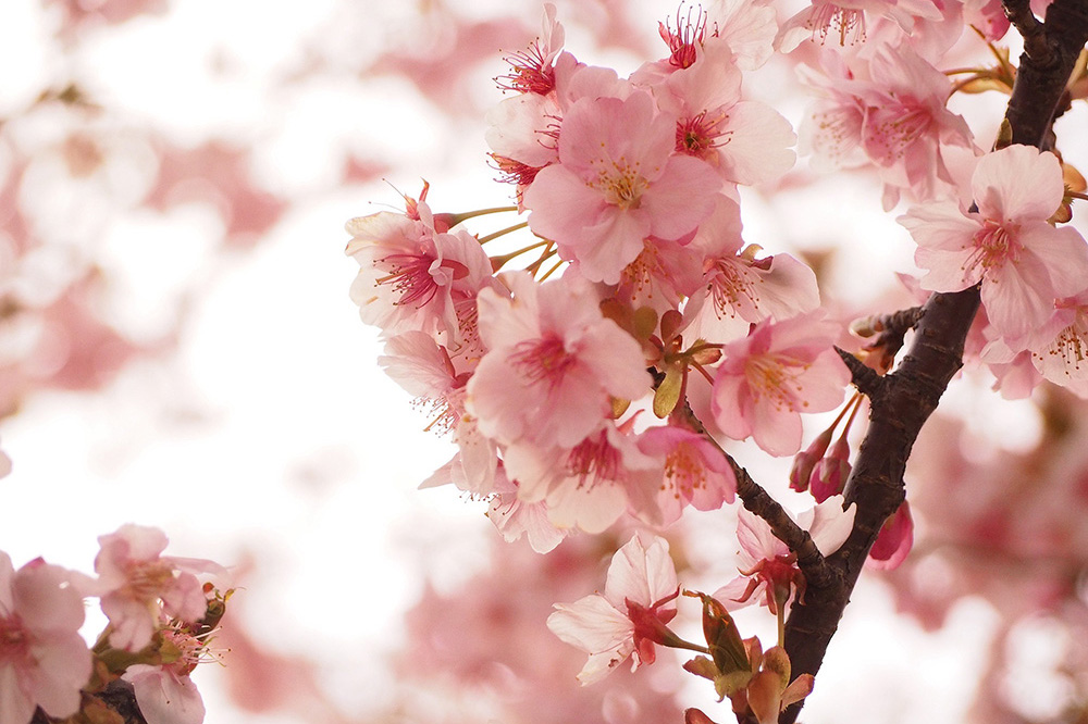 中目黒 春の桜とグルメフェス